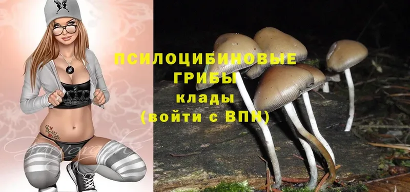 купить наркоту  blacksprut зеркало  Галлюциногенные грибы Psilocybe  Кирово-Чепецк 